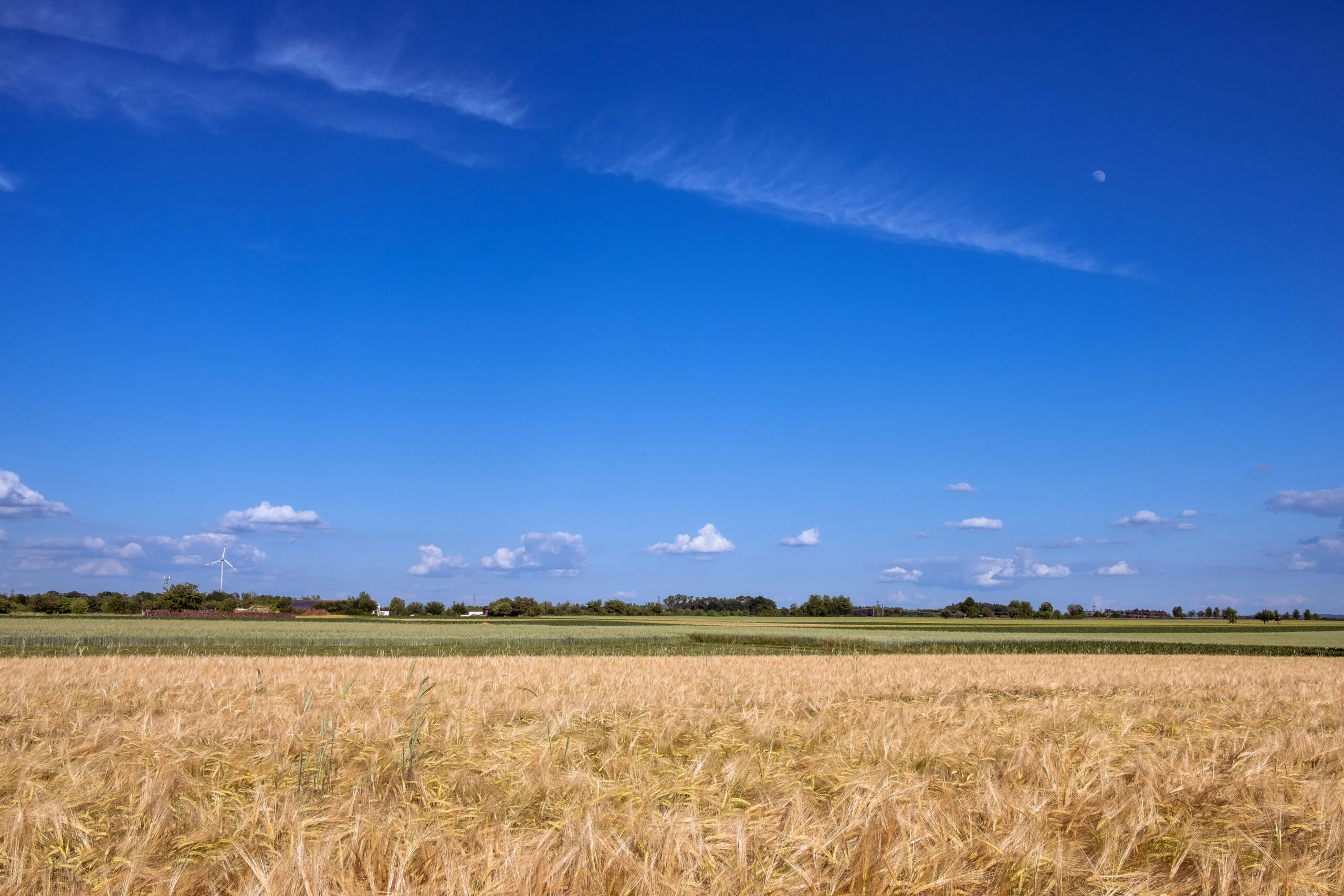 Leading Harvest