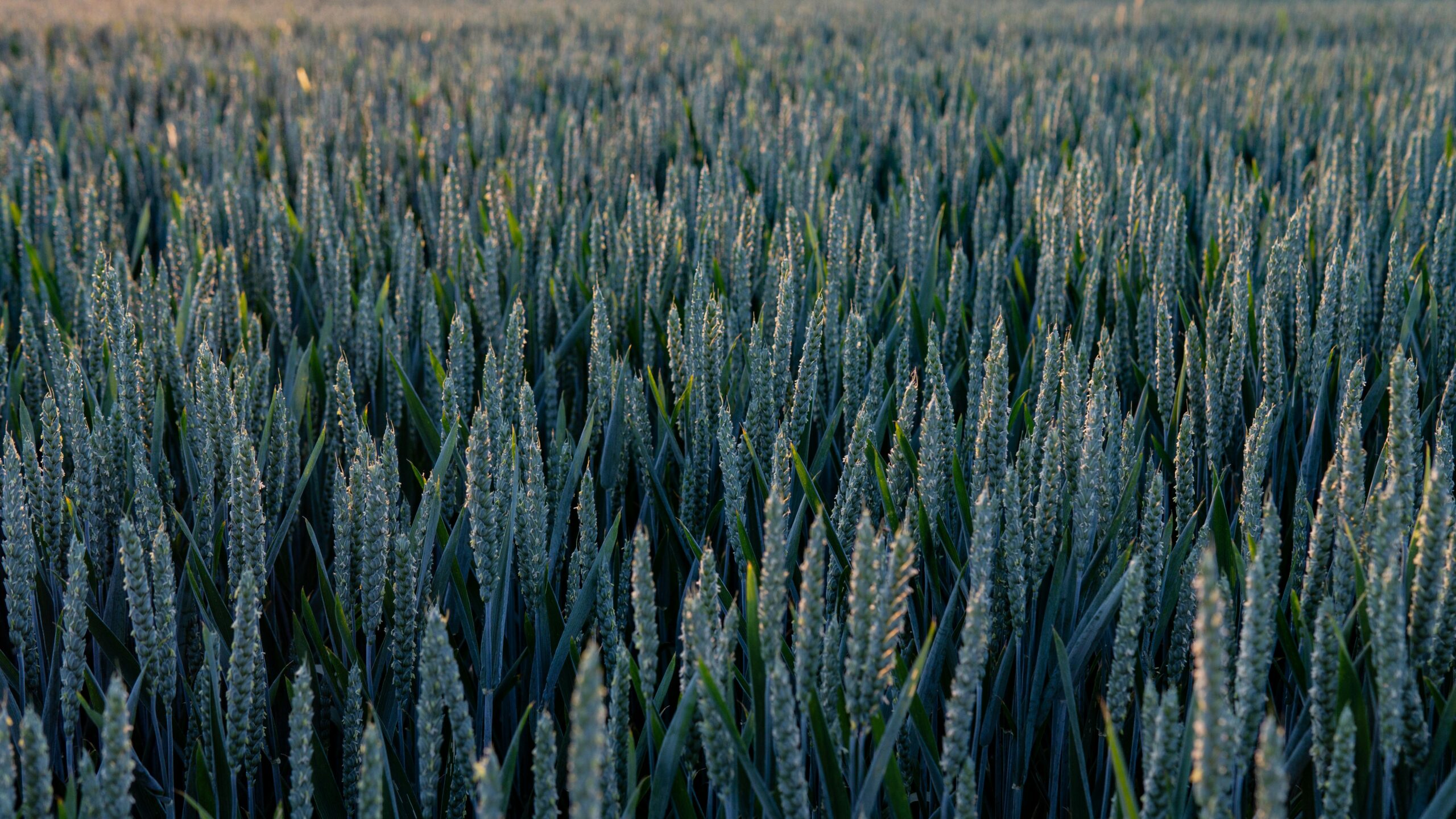 Leading Harvest