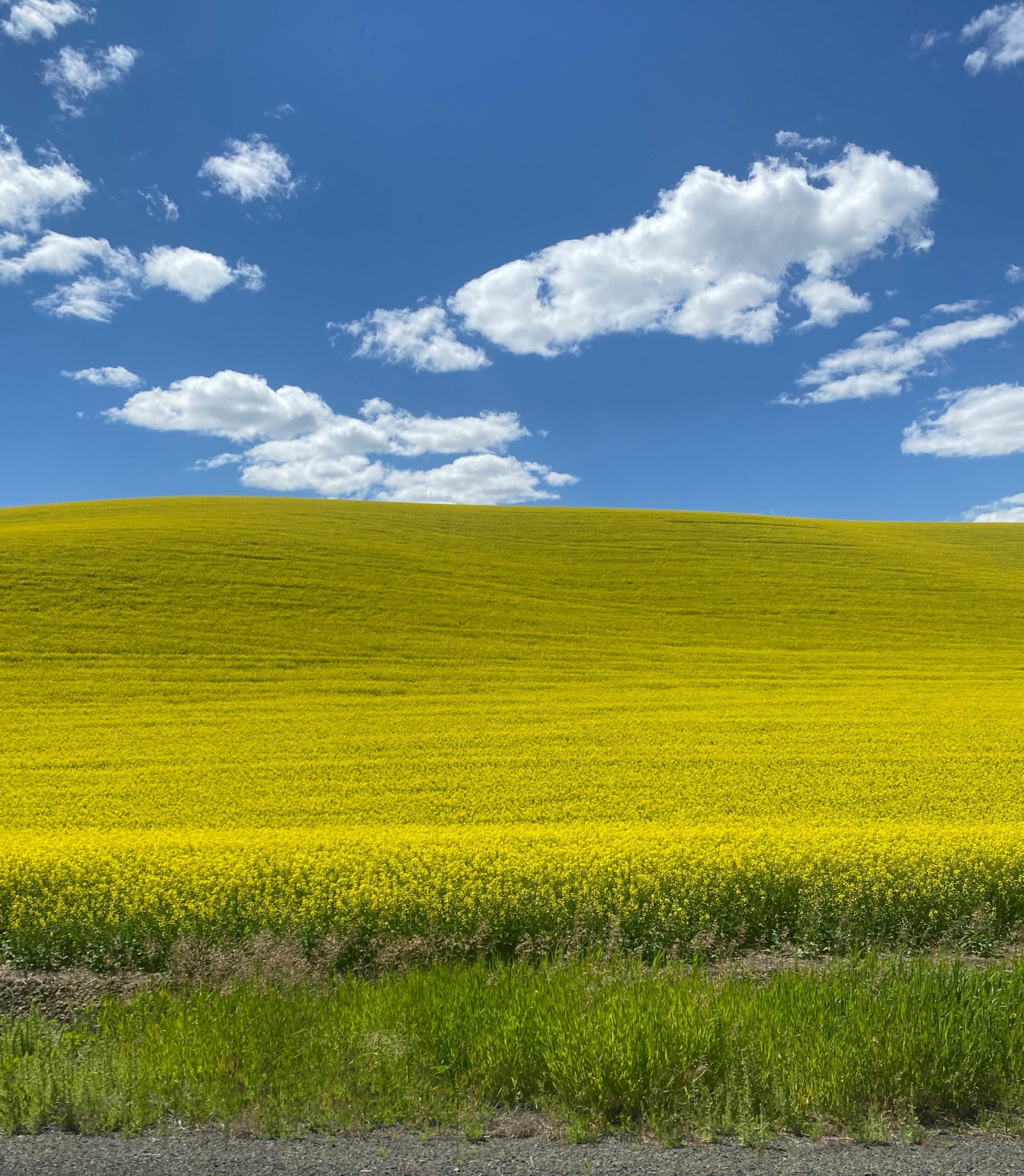 Leading Harvest