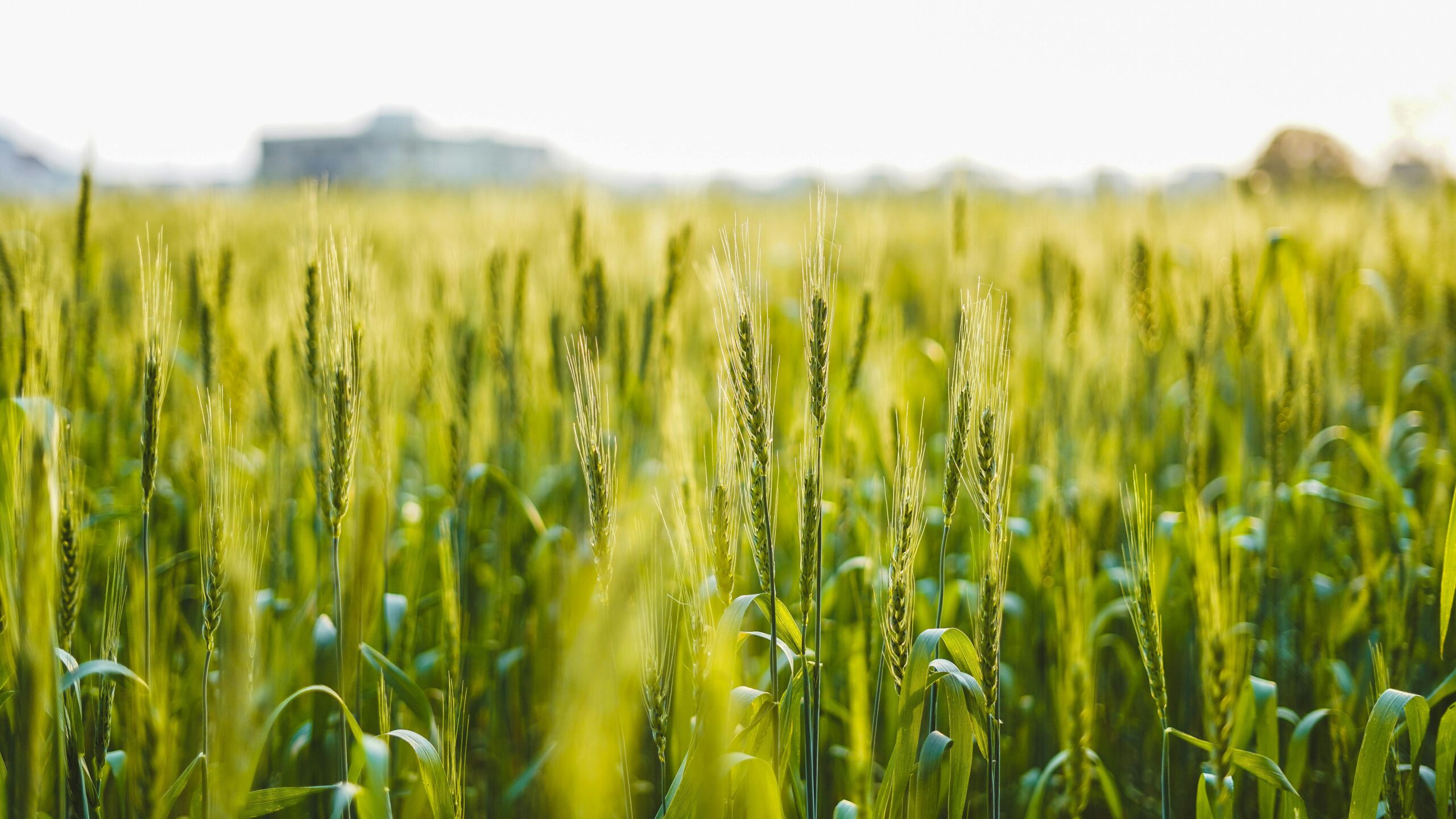 Leading Harvest