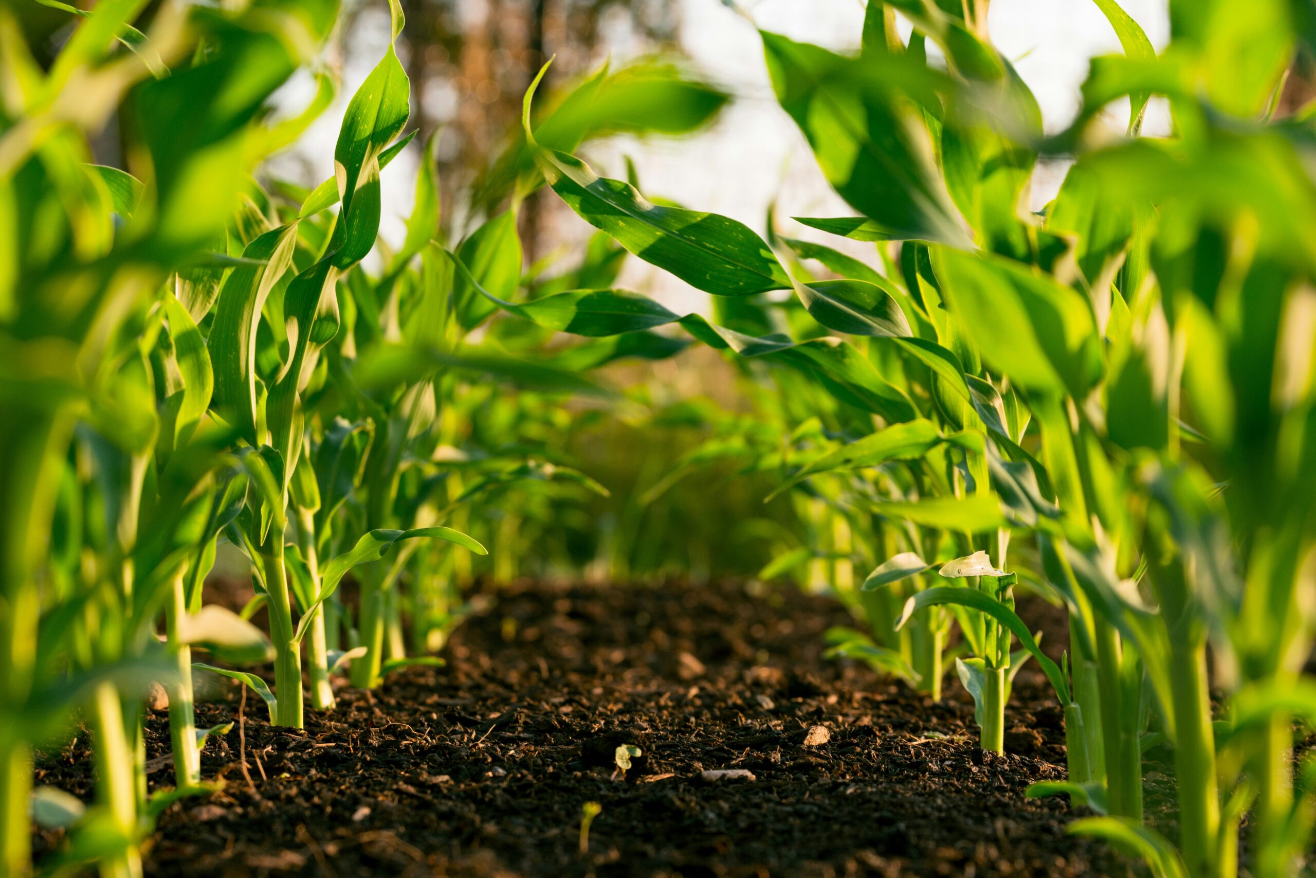 Leading Harvest