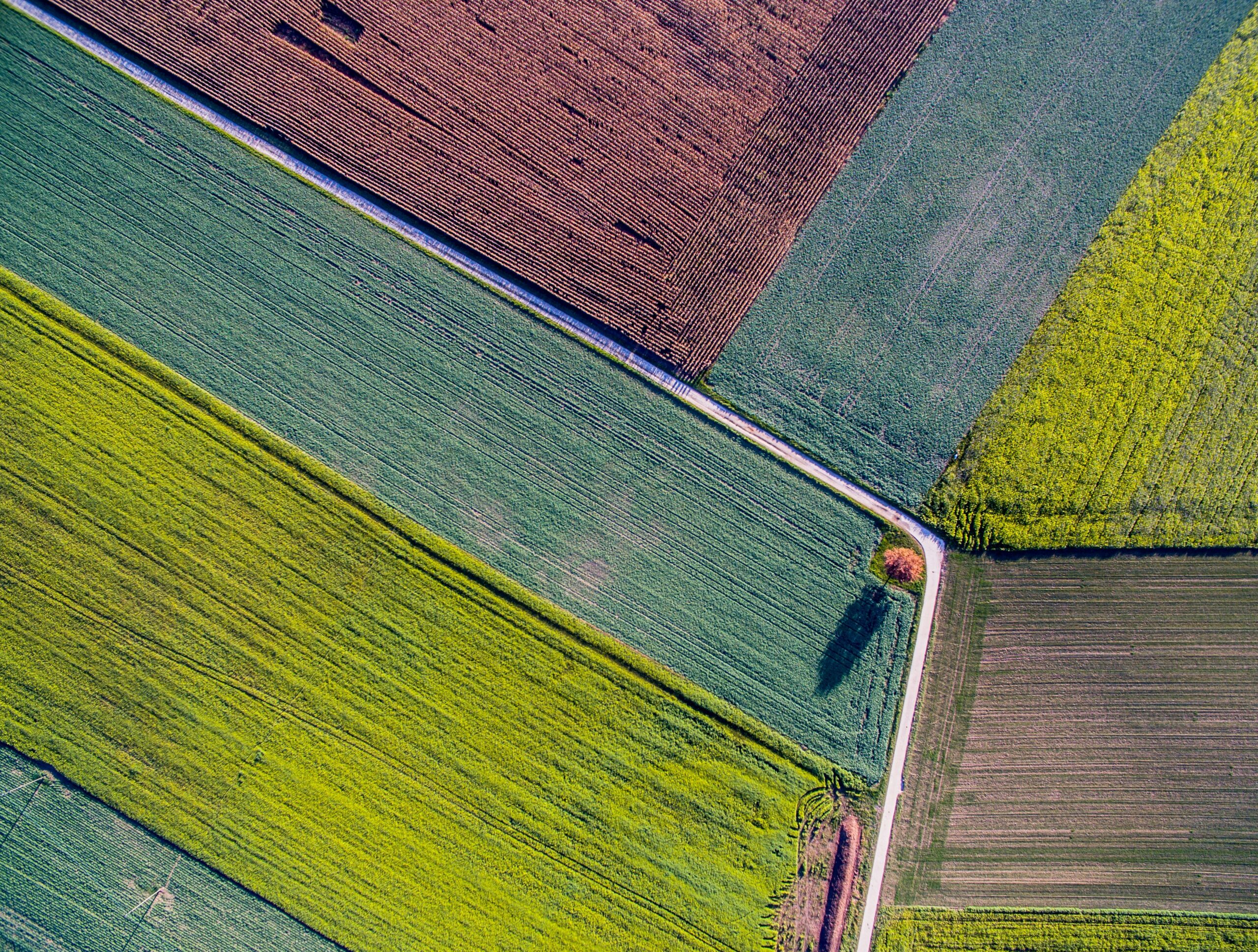 Leading Harvest